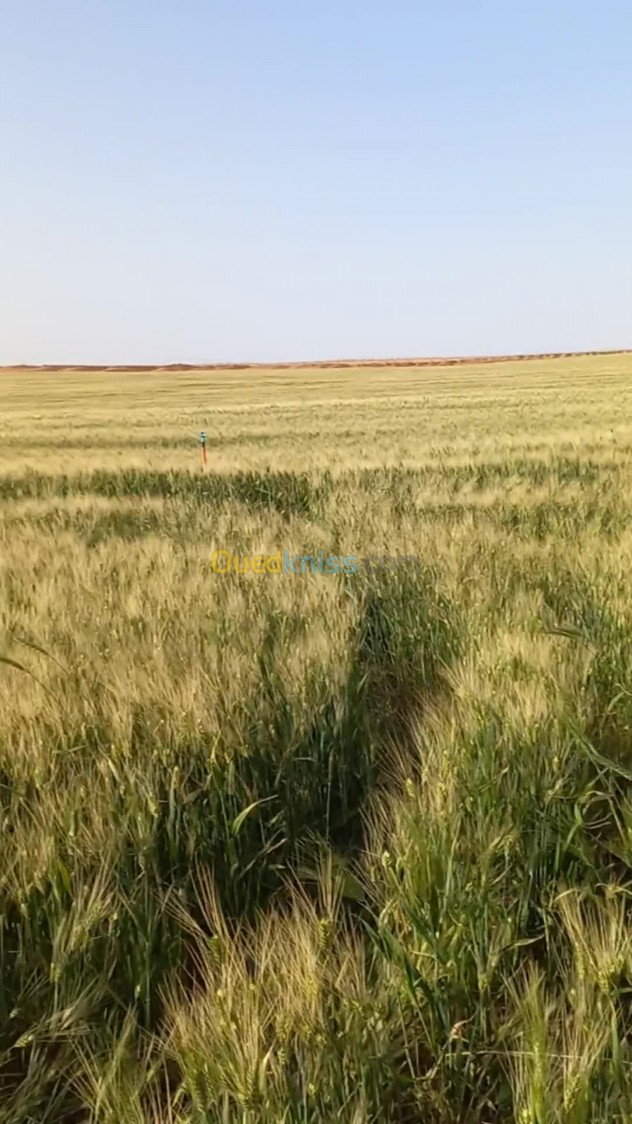 Vente Terrain Agricole Djelfa Djelfa