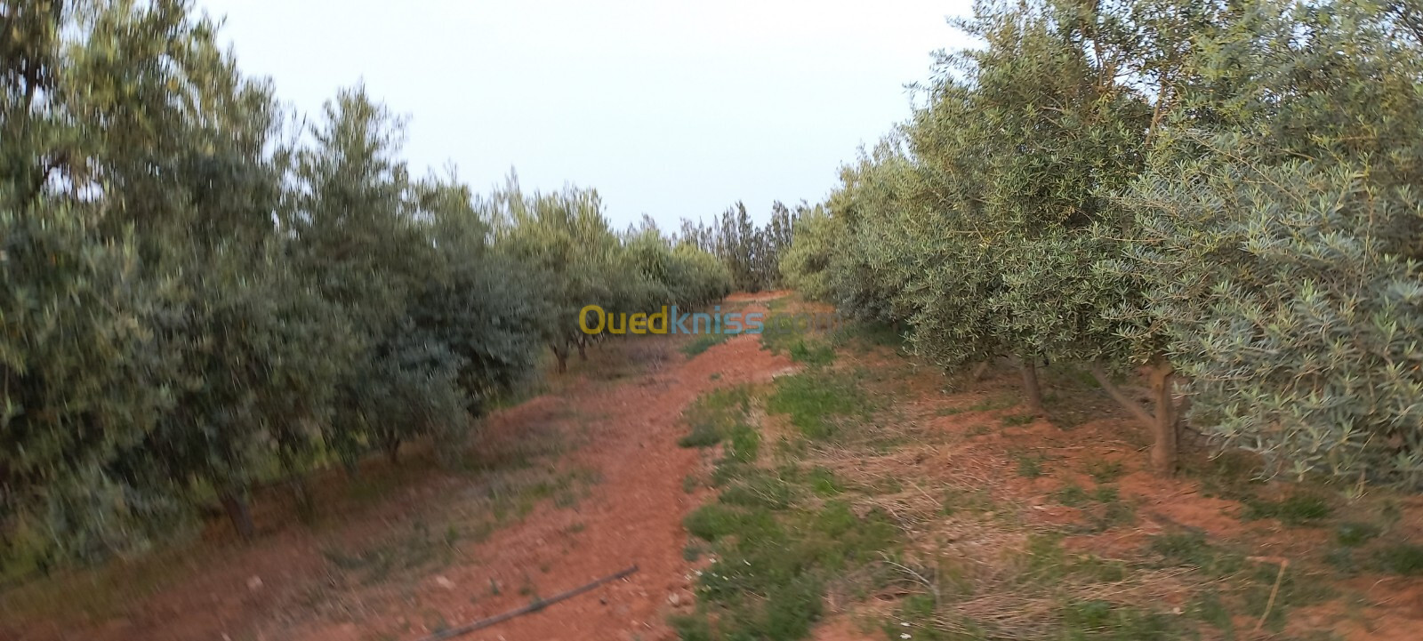 Vente Terrain Agricole Djelfa Ain oussara