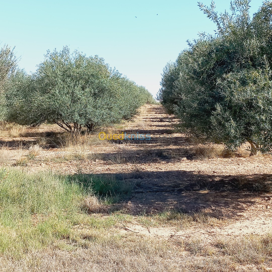 Vente Terrain Agricole Djelfa Ain oussara