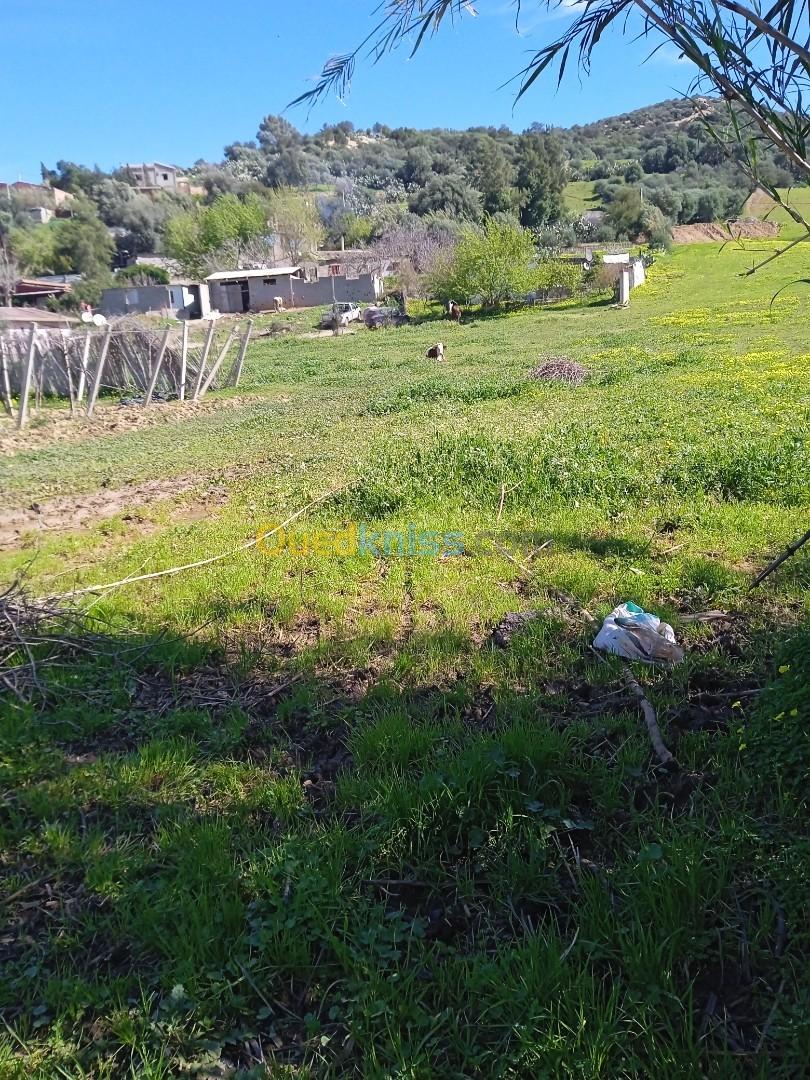 Vente Terrain Boumerdès Issers