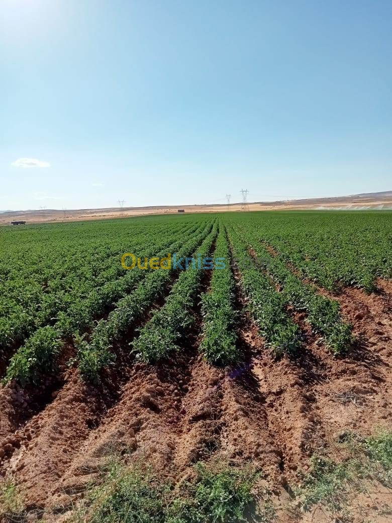 Location Terrain Agricole Oum El Bouaghi Behir chergui