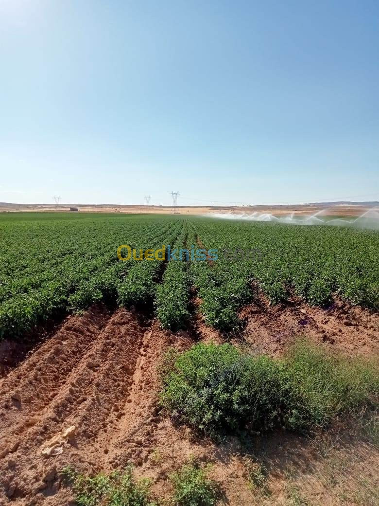 Location Terrain Agricole Oum El Bouaghi Behir chergui