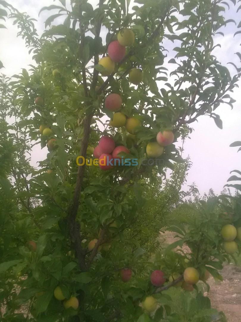 Vente Terrain Agricole Djelfa Benhar