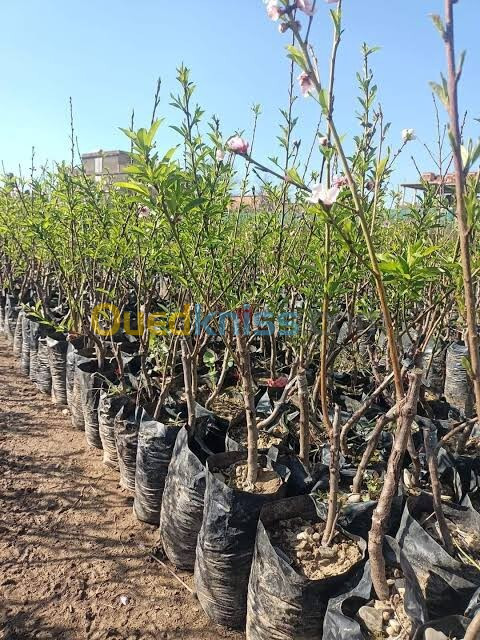 بيع جميع انواع الاشجار القزمية و الاشجار المثمرة.. vente d'arbres fruitiers 