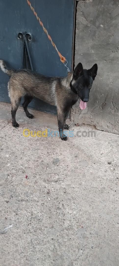 Chien femele malinois 9mois mdrisi mrigla