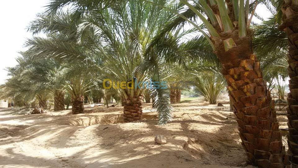 Vente Terrain Agricole Biskra Sidi okba