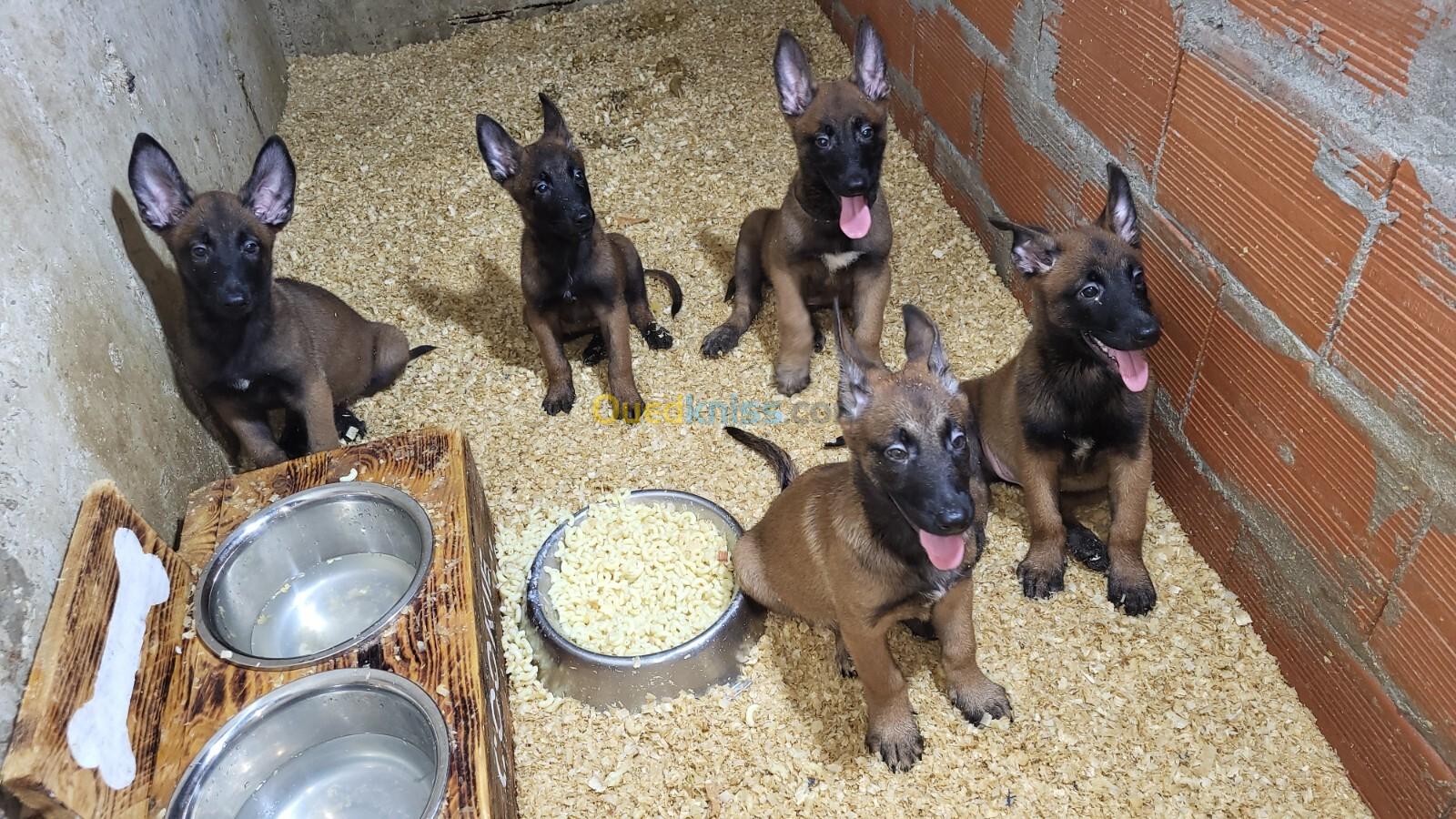 Malinois Top