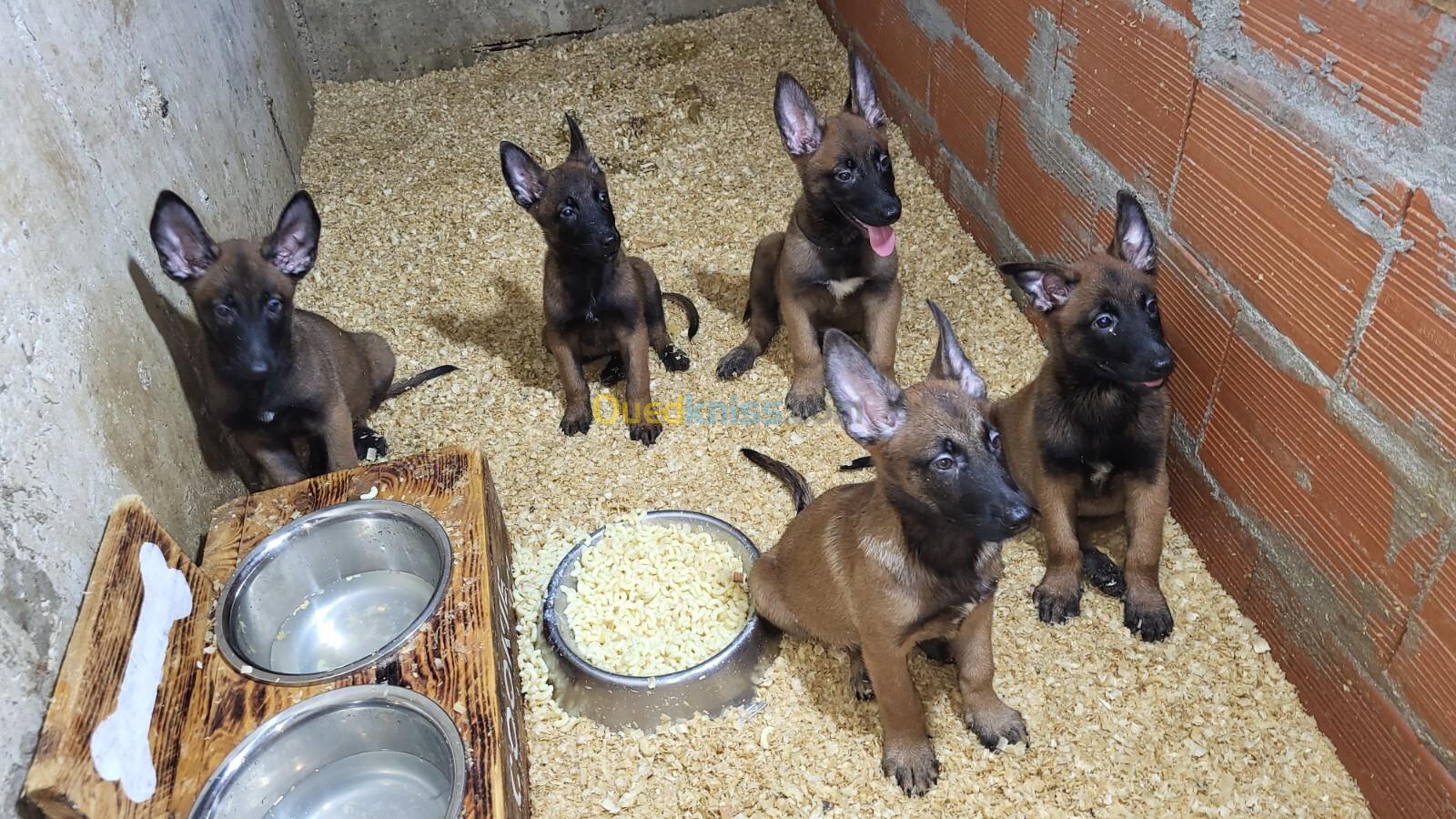 Malinois Top