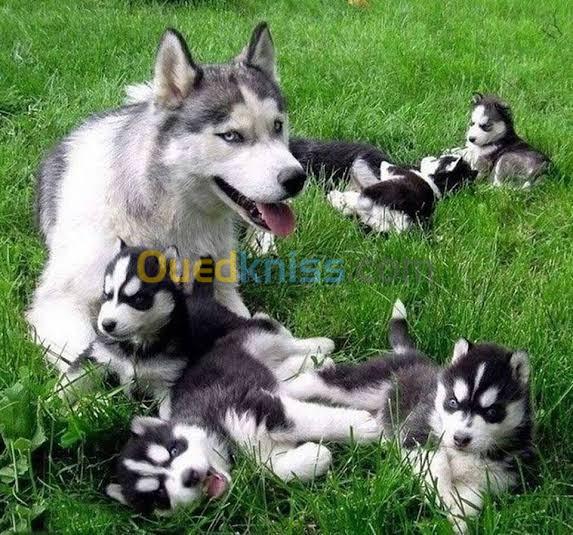 Husky race pure 