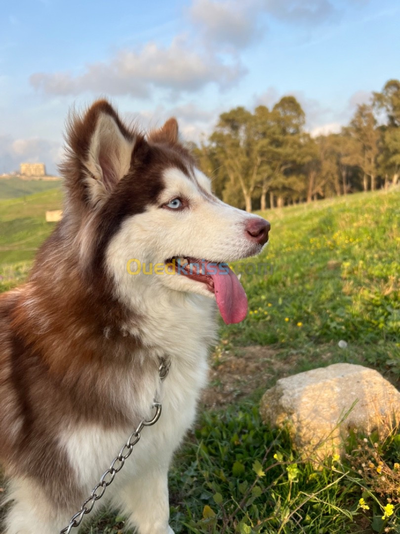 Husky femelle très belle race 