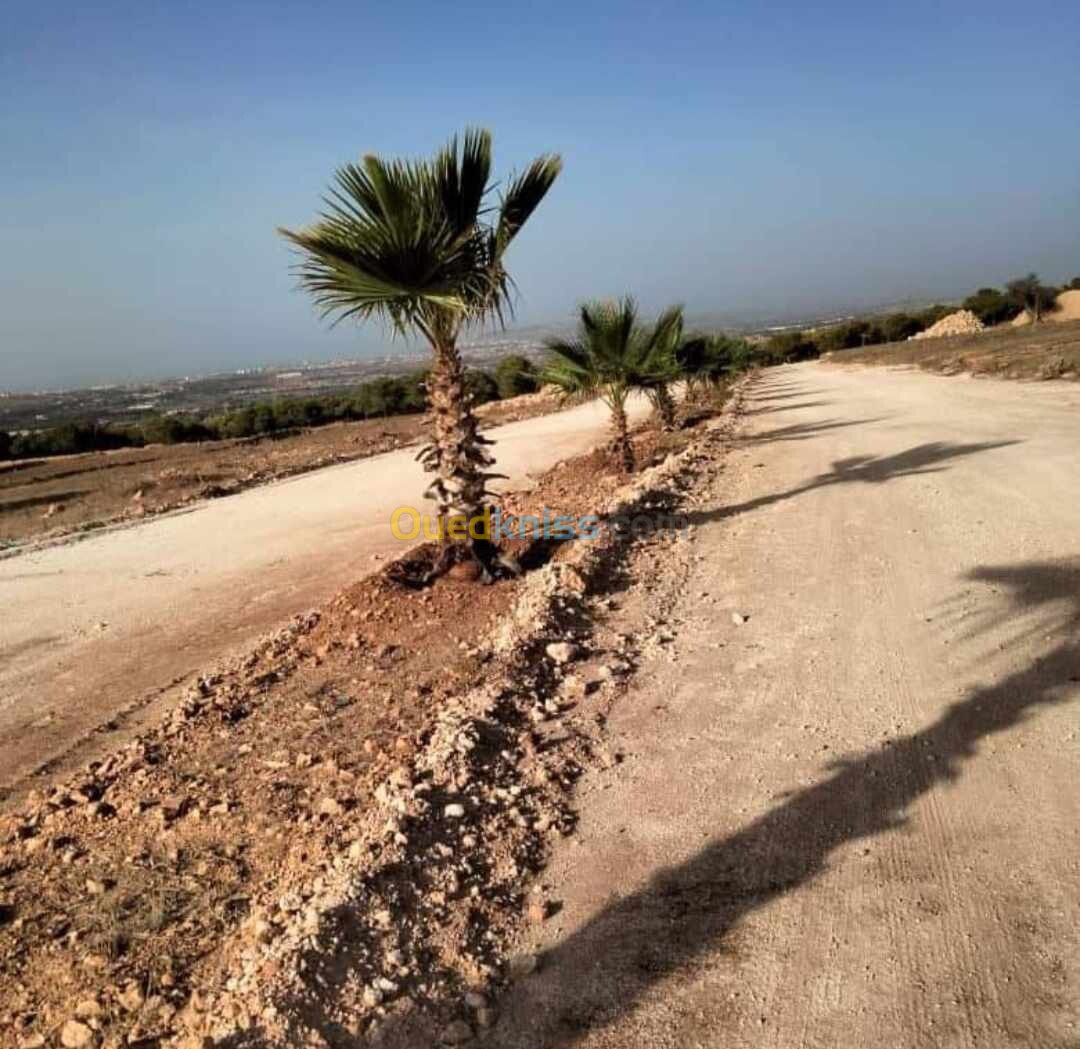 Vente Terrain Mostaganem Hassi maameche