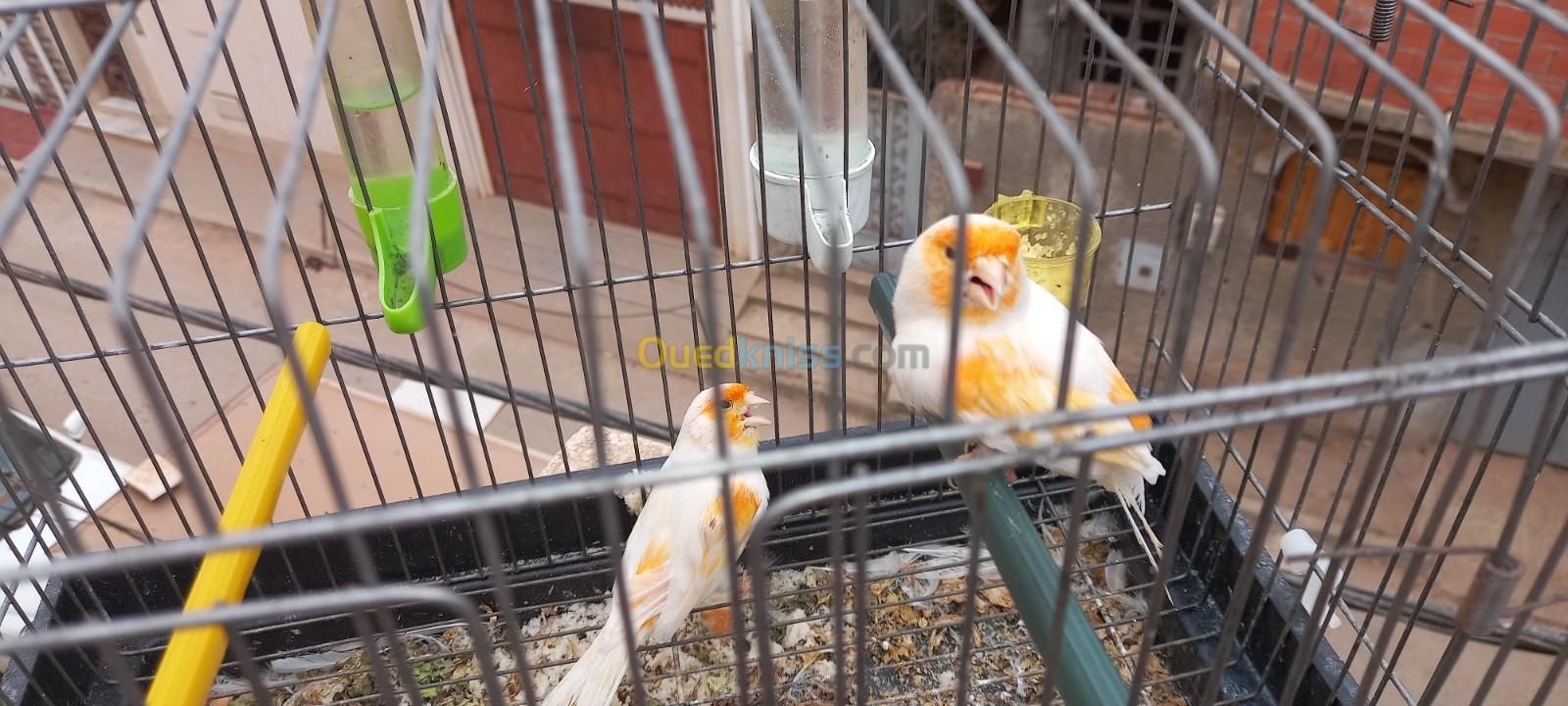 trois couple de canari de race à vendre 