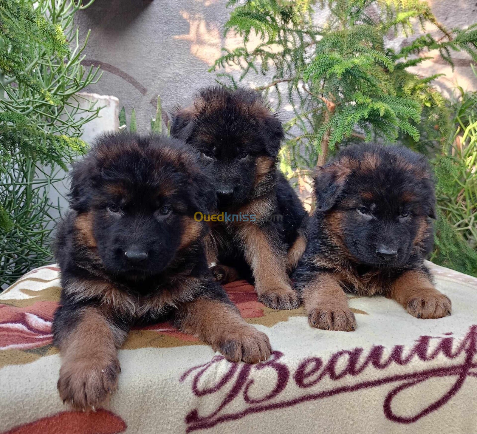 Chiot berger allemand 