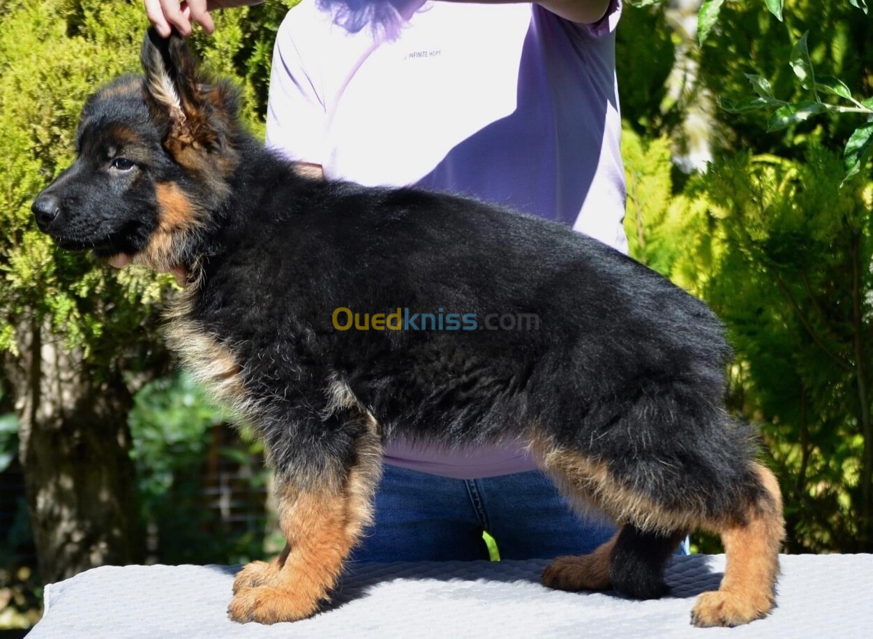 Chiot berger allemand 