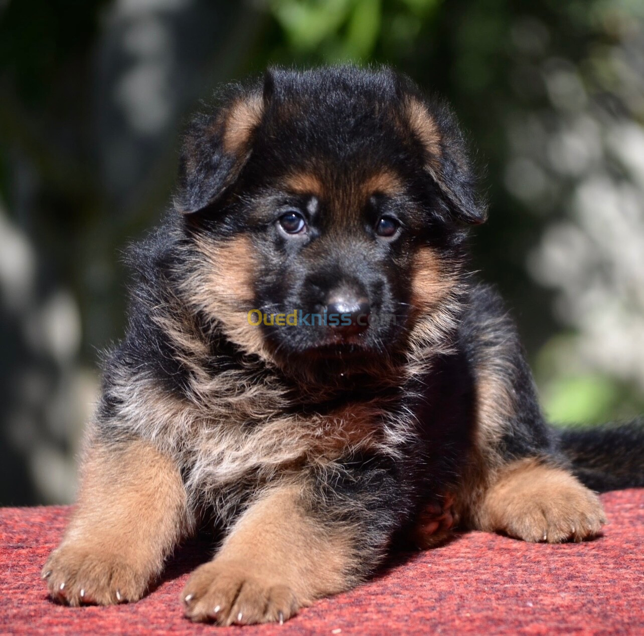 Chiot berger allemand 