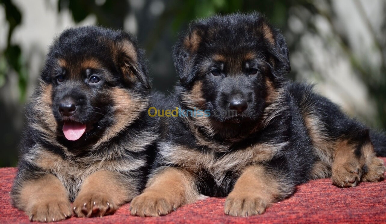 Chiot berger allemand 