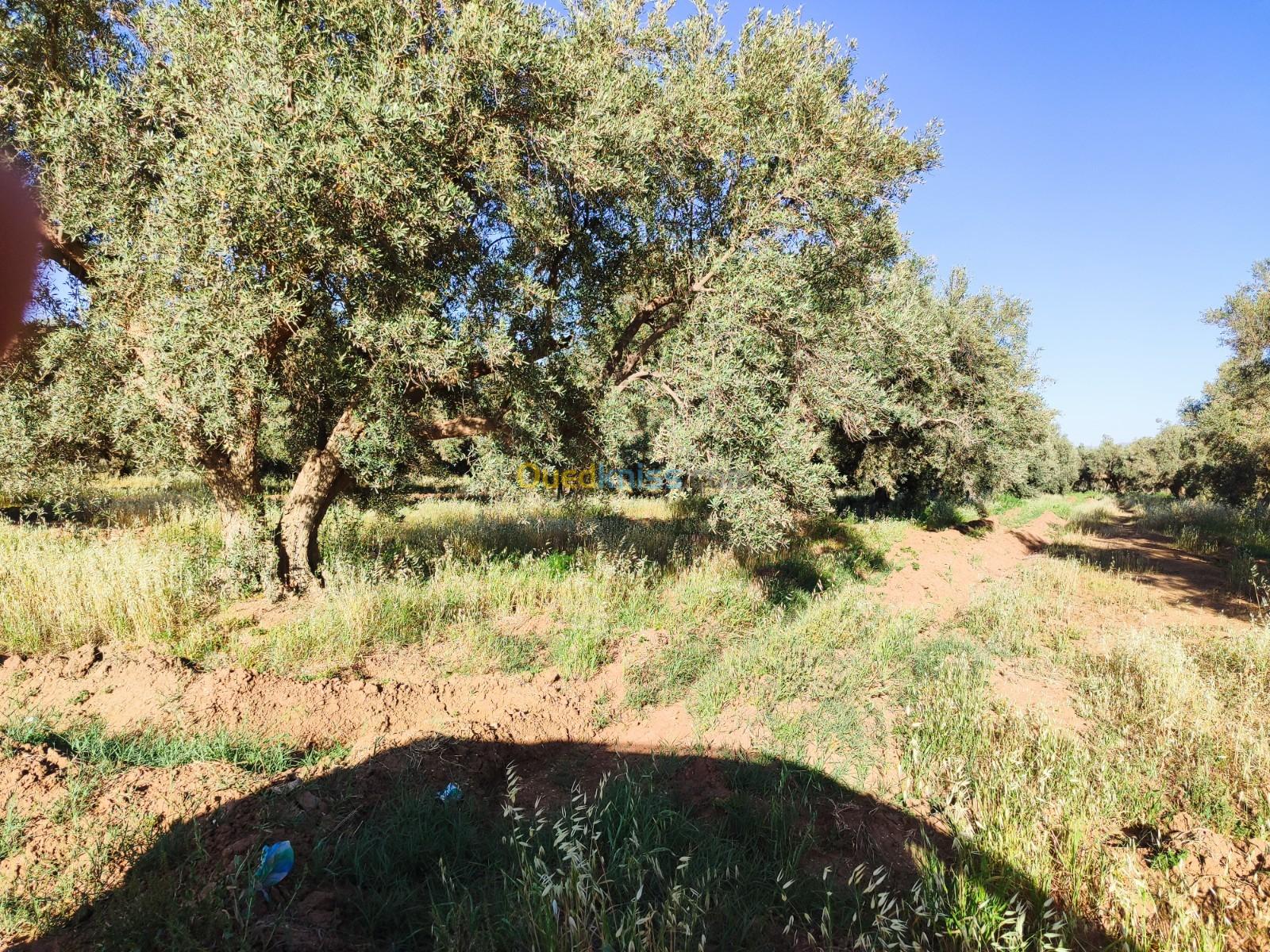 Vente Terrain Agricole Mascara Bou henni