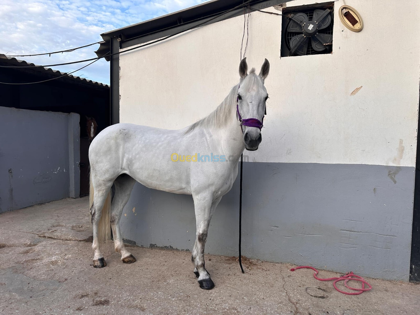 للبيع حصان cheval a vendre  