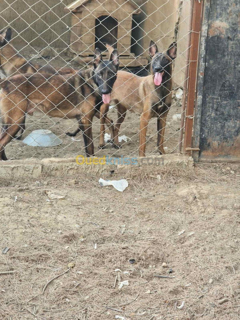 2 Chien malinois , mâle charbonner 1ans et 10mois , femelle classique 1ans et 4 mois 