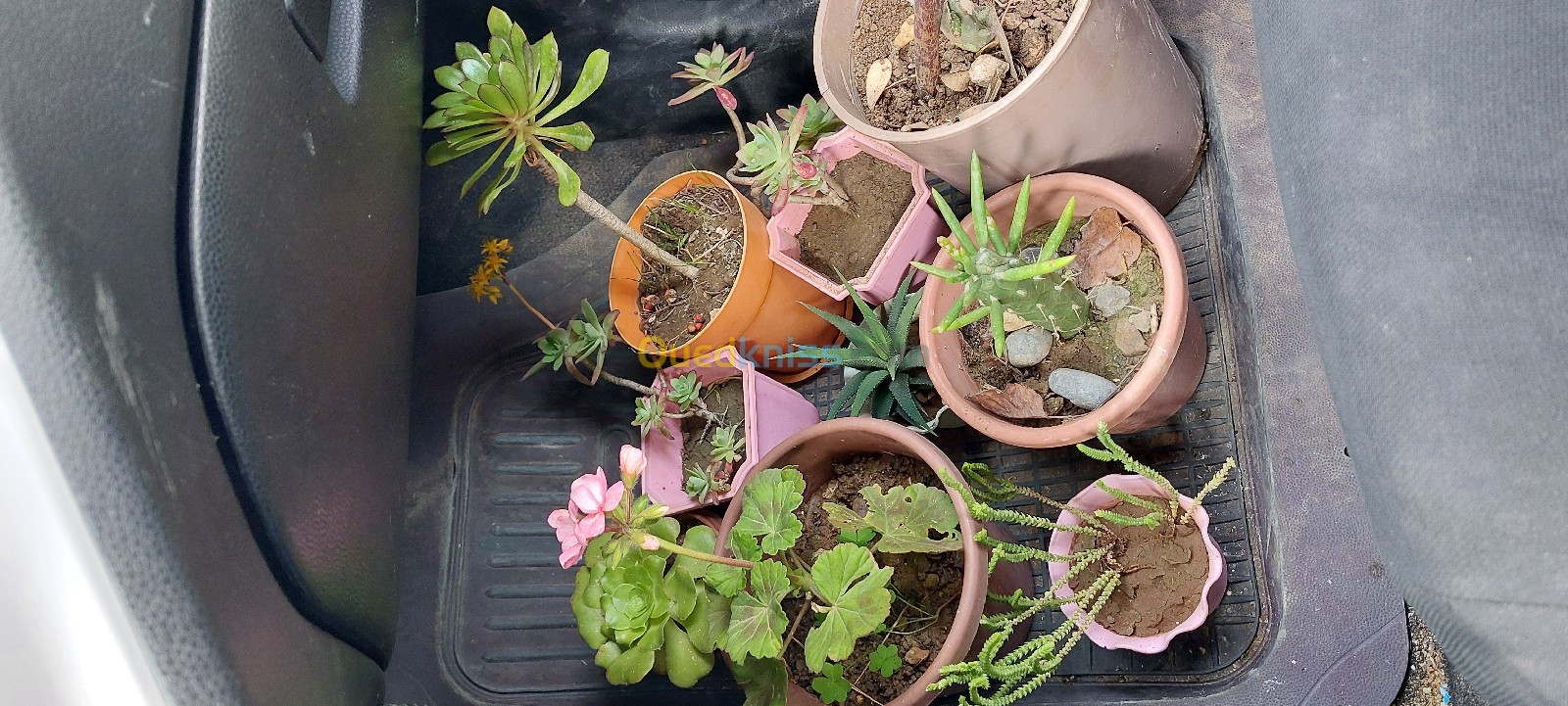 9 Pots de plantes variées 