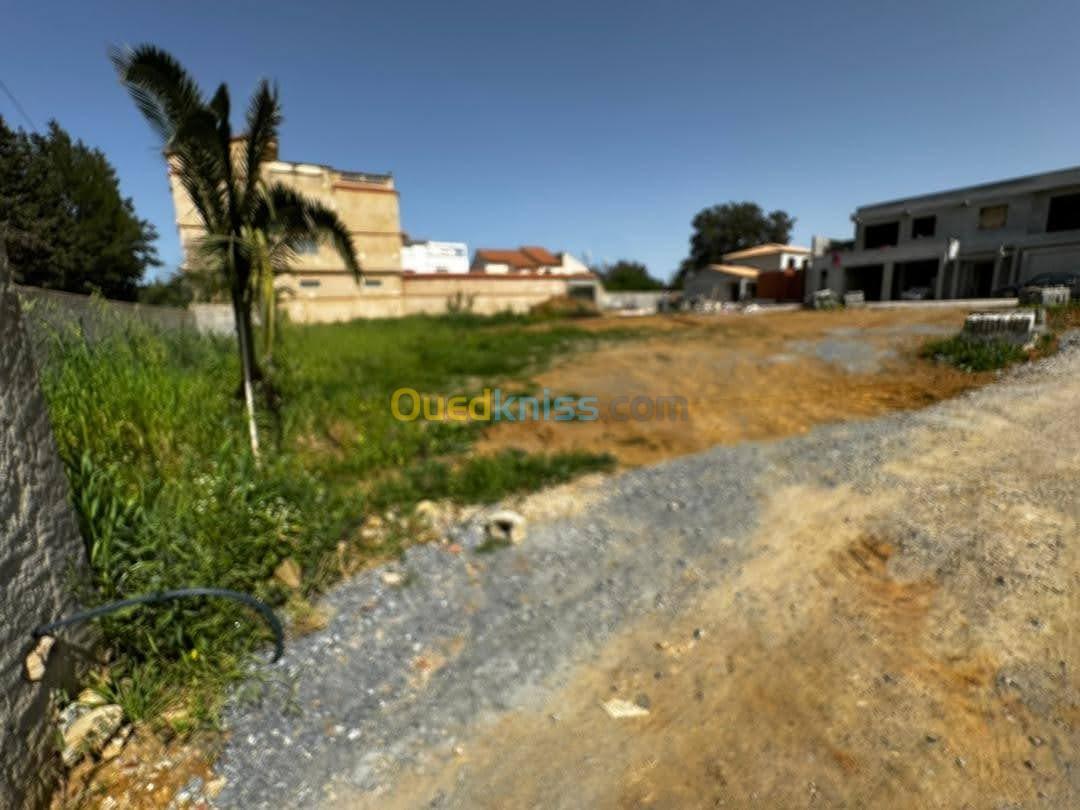 Vente Terrain Alger Souidania