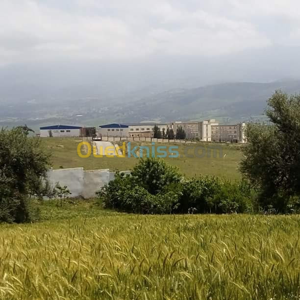 Vente Terrain Blida El affroun