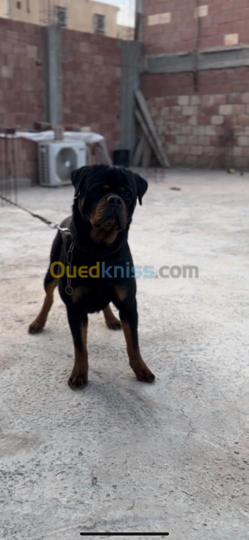 Rottweiler Timit Tor