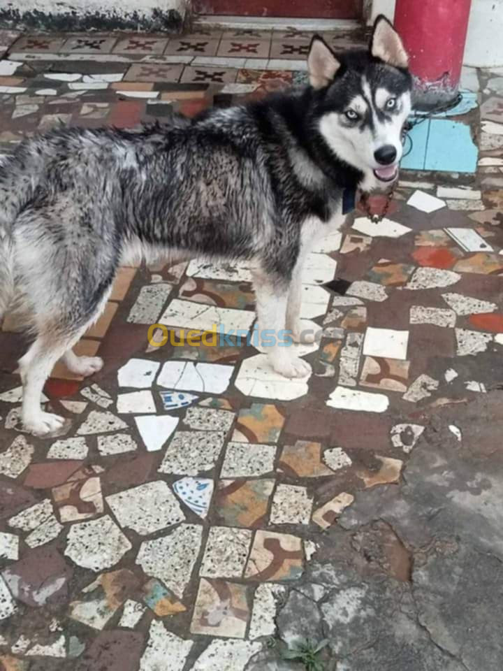 Chien Husky كلب هاسكي