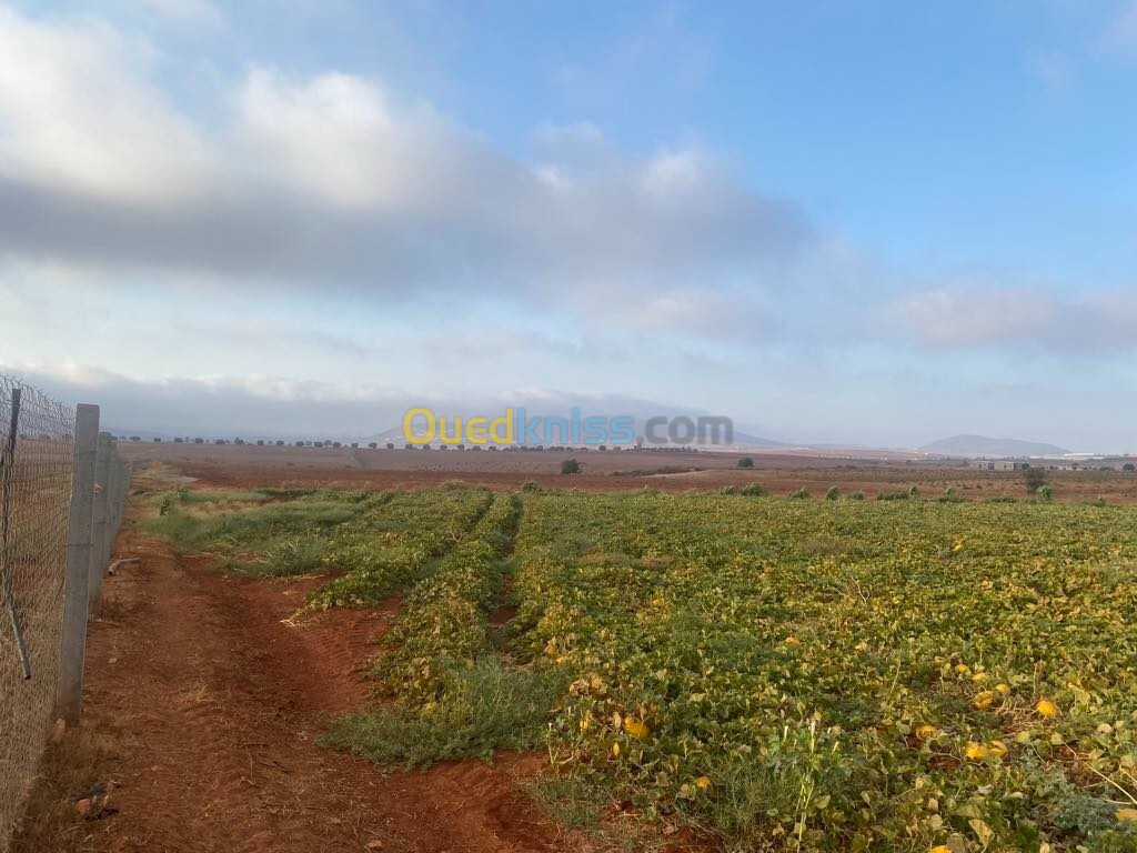 Vente Terrain Agricole Aïn Témouchent Terga