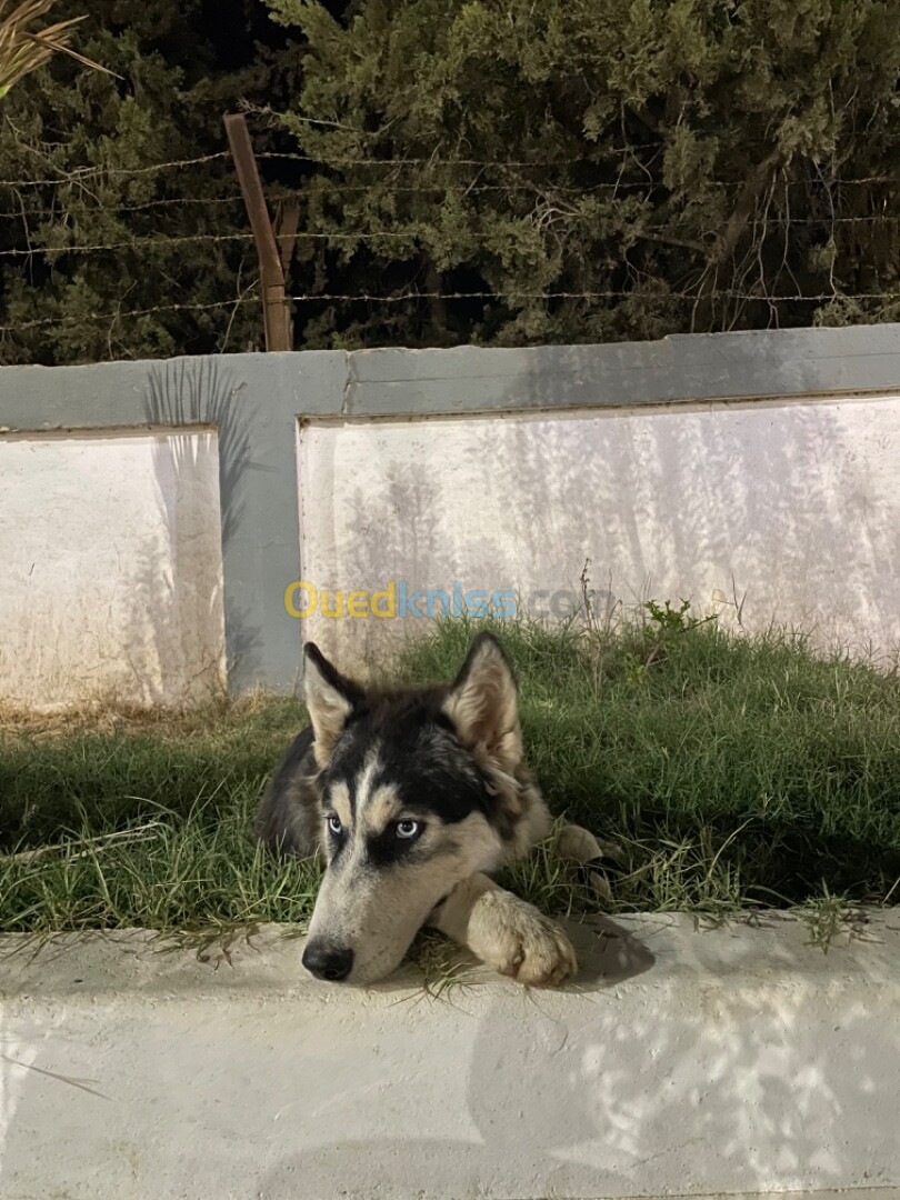 Husky malamute 