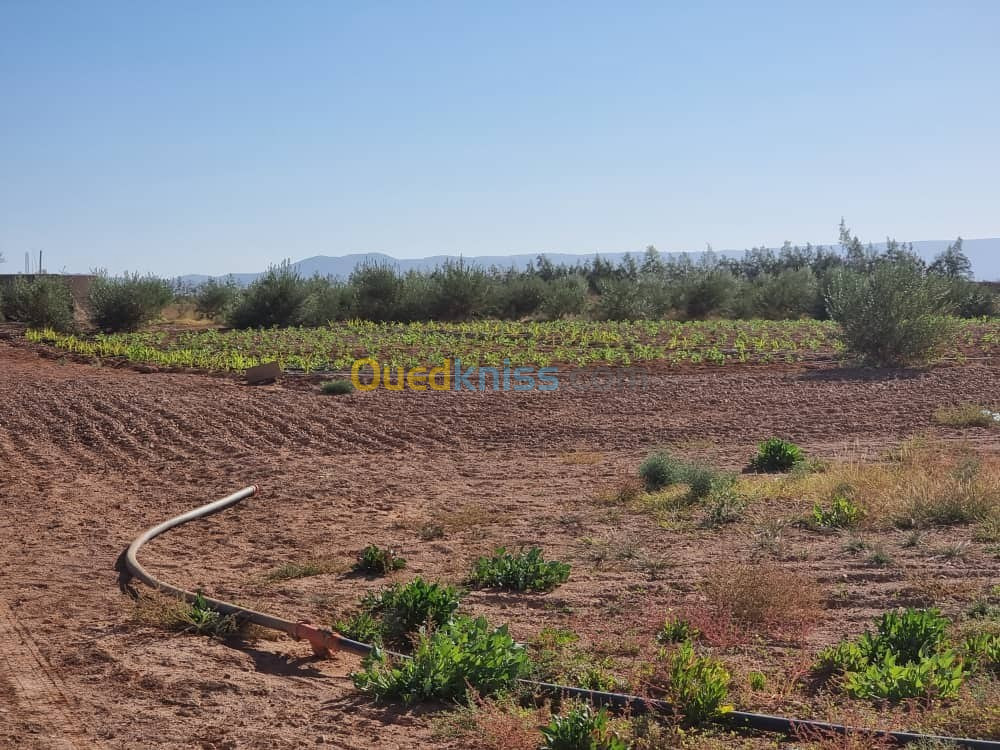 Vente Terrain Béchar Bechar