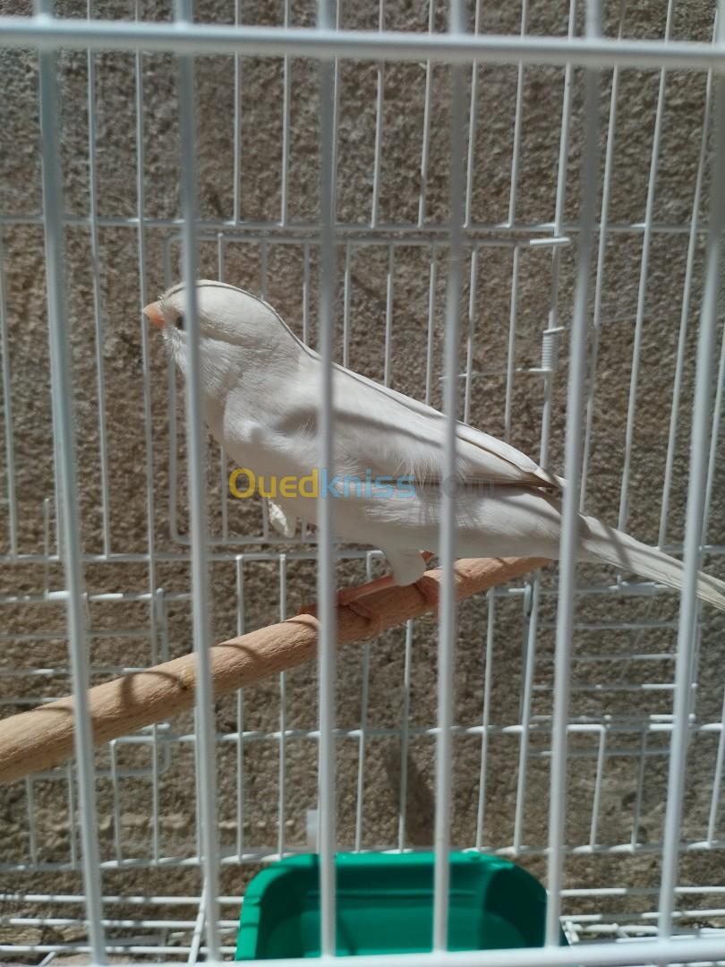 Canari Blanc risisif 