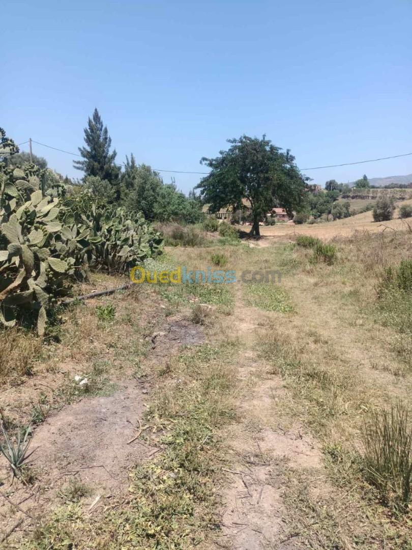 Vente Terrain Agricole Tipaza Sidi amar