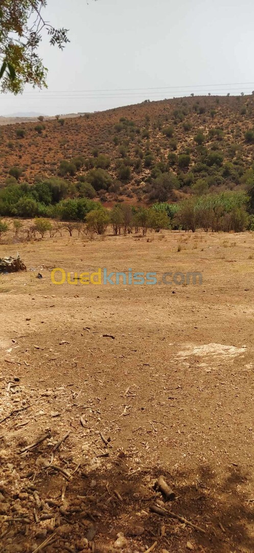 Vente Terrain Agricole Tlemcen Chetouane