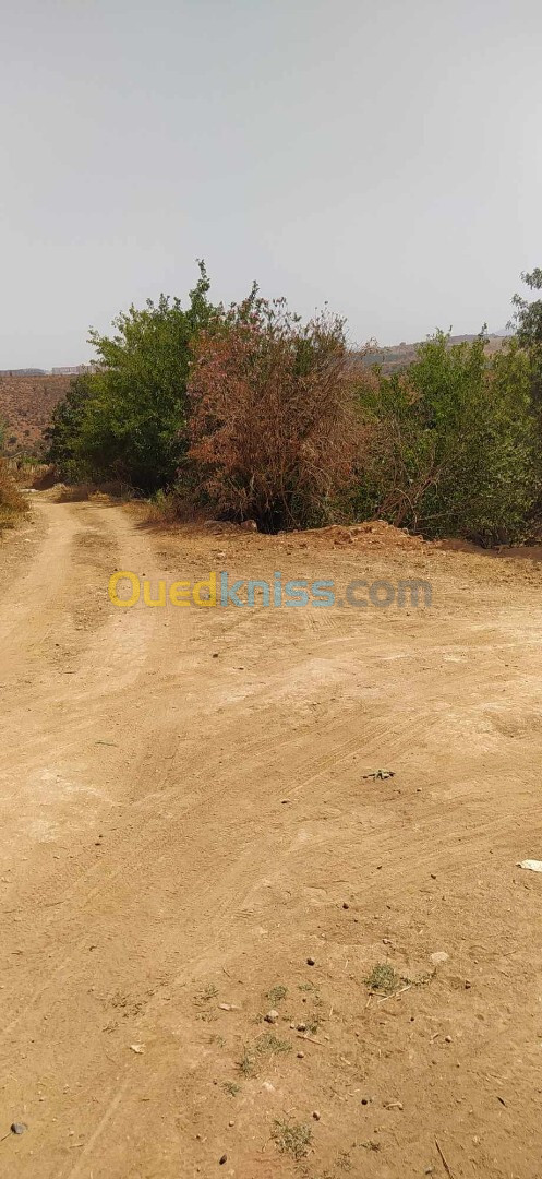 Vente Terrain Agricole Tlemcen Chetouane