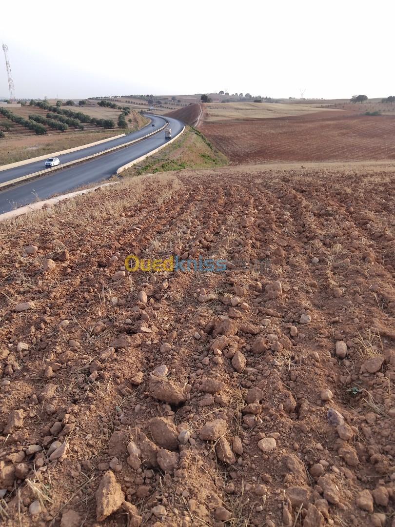 Vente Terrain Bouira Oued el berdi