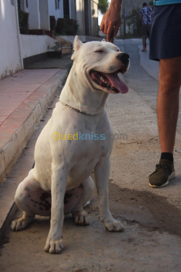 Accouplement dogue argentin pedigree 