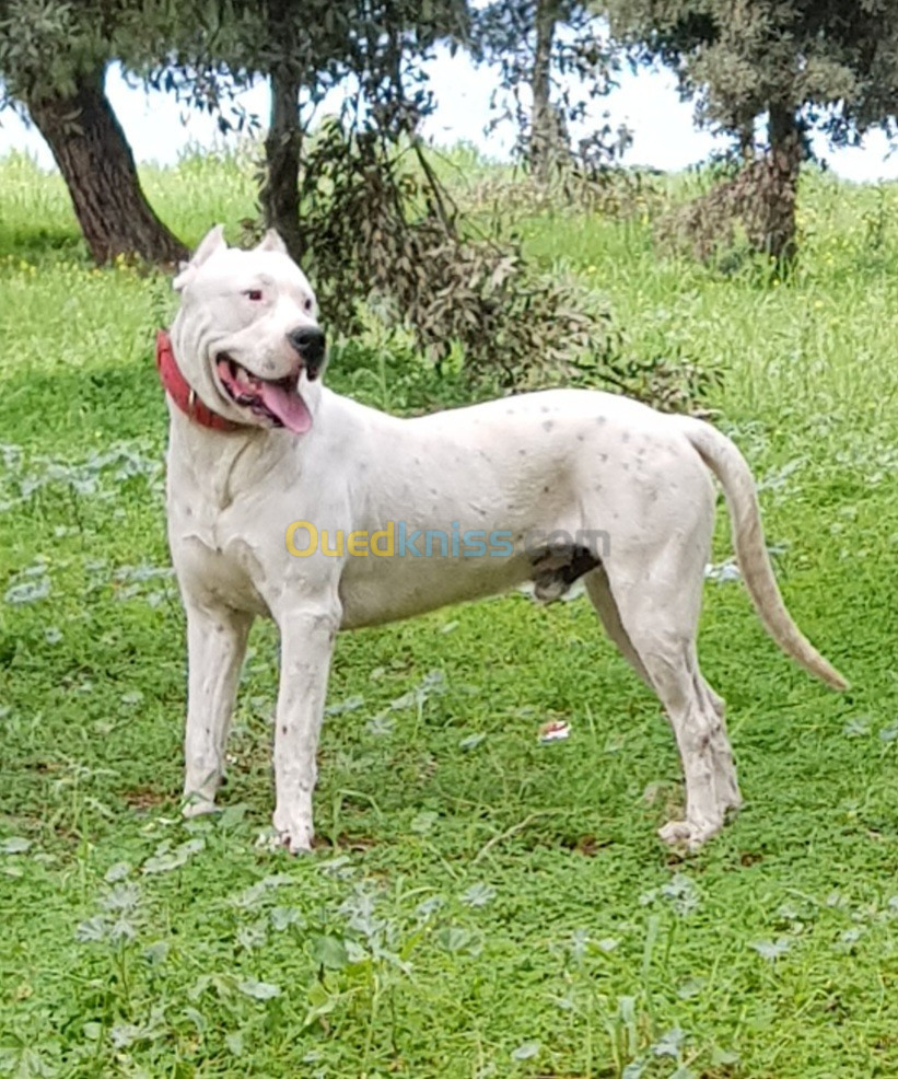 Dogue argentin pedigree 