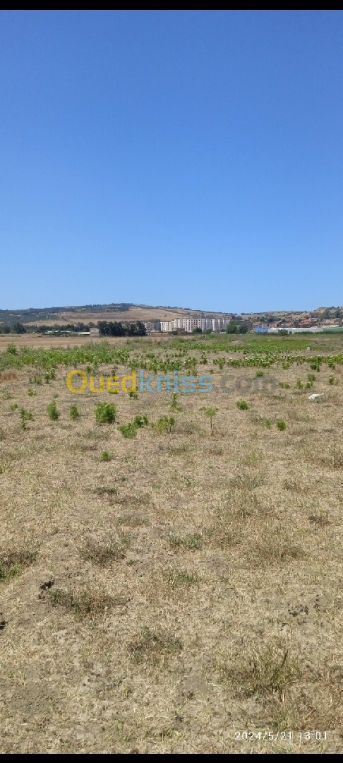 Vente Terrain Tipaza Sidi rached