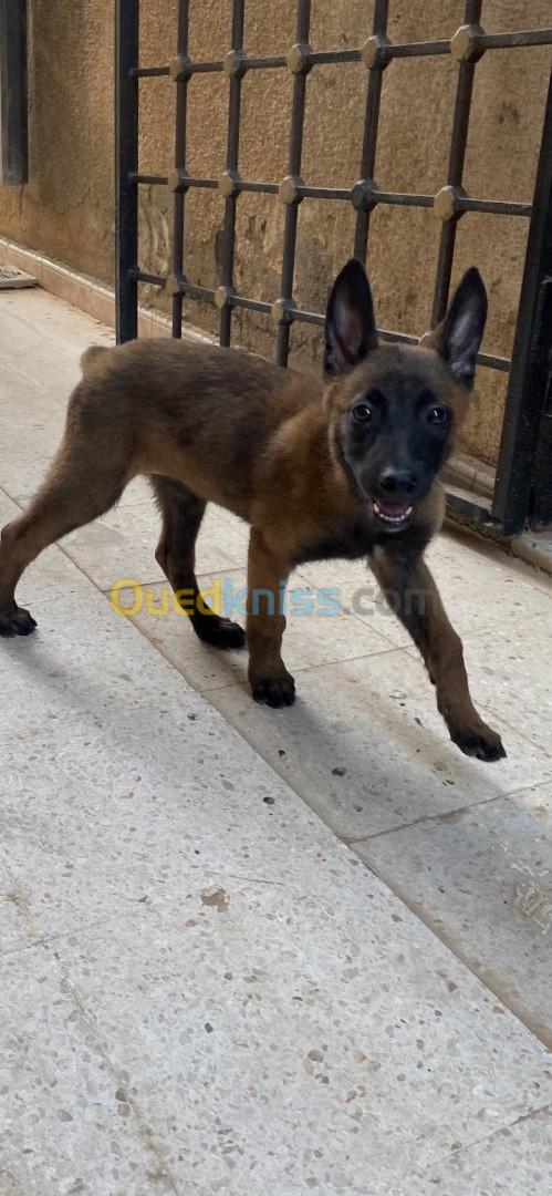 Chien malinois