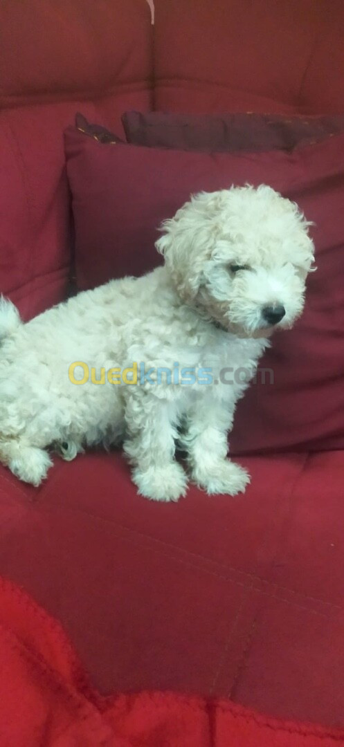 Bichon maltais