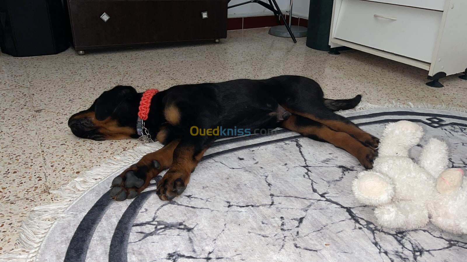 Rottweiler allemand 