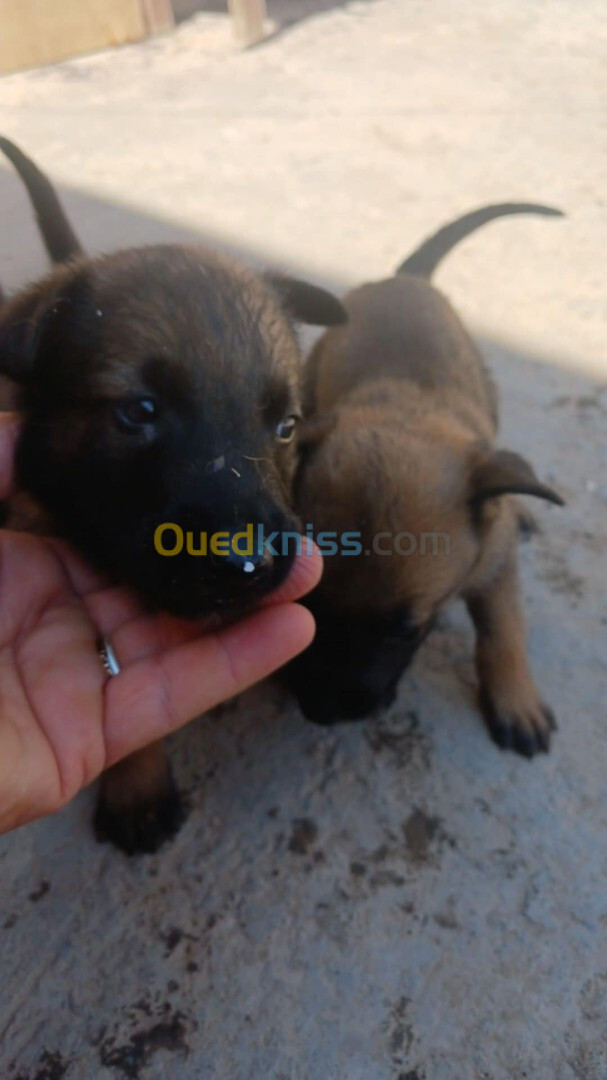 Bebe malinois