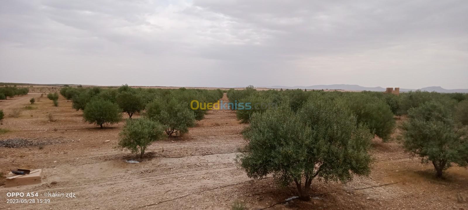 Vente Terrain Agricole Djelfa Benhar