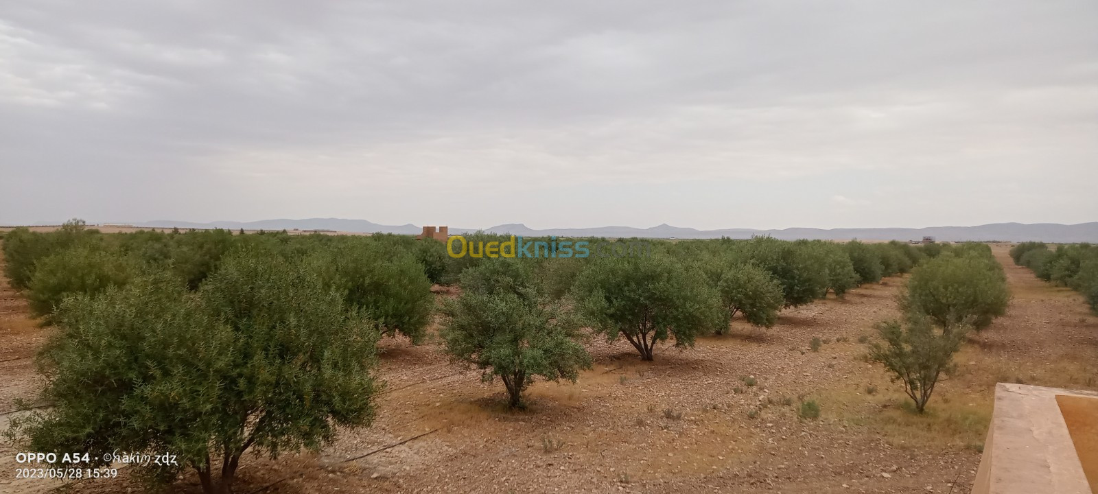 Vente Terrain Agricole Djelfa Benhar