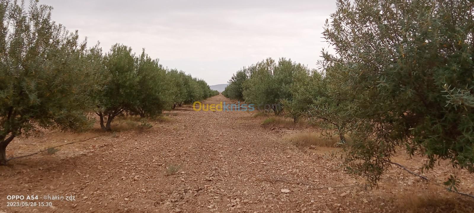 Vente Terrain Agricole Djelfa Benhar