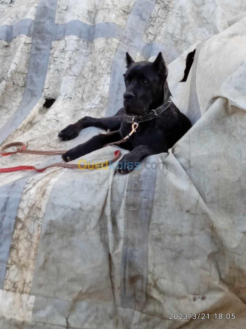 Cane corso 