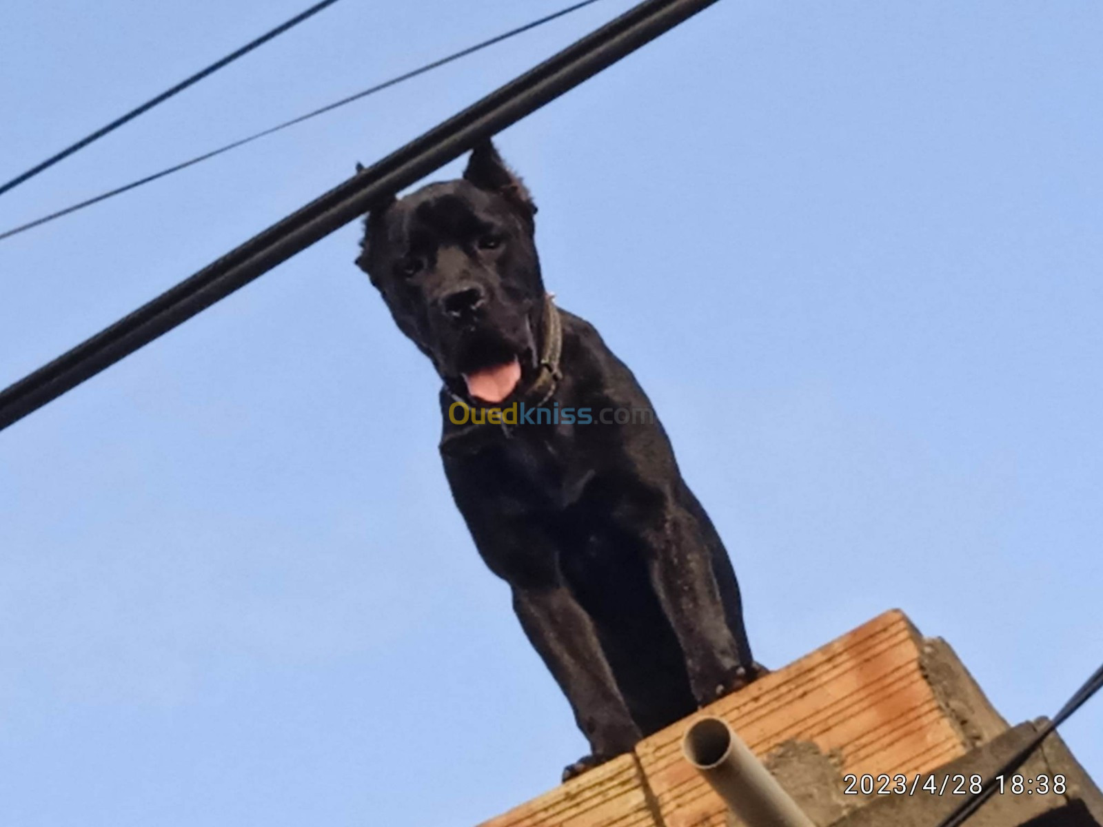 Cane corso 