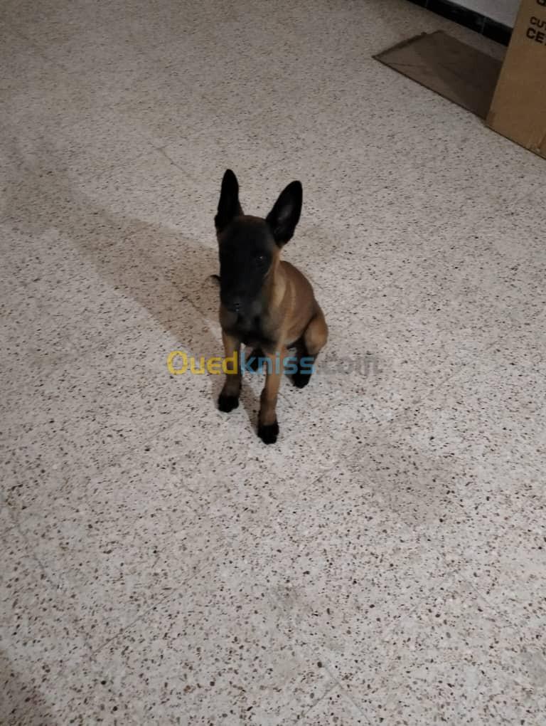 Malinois Pure race a vendre 