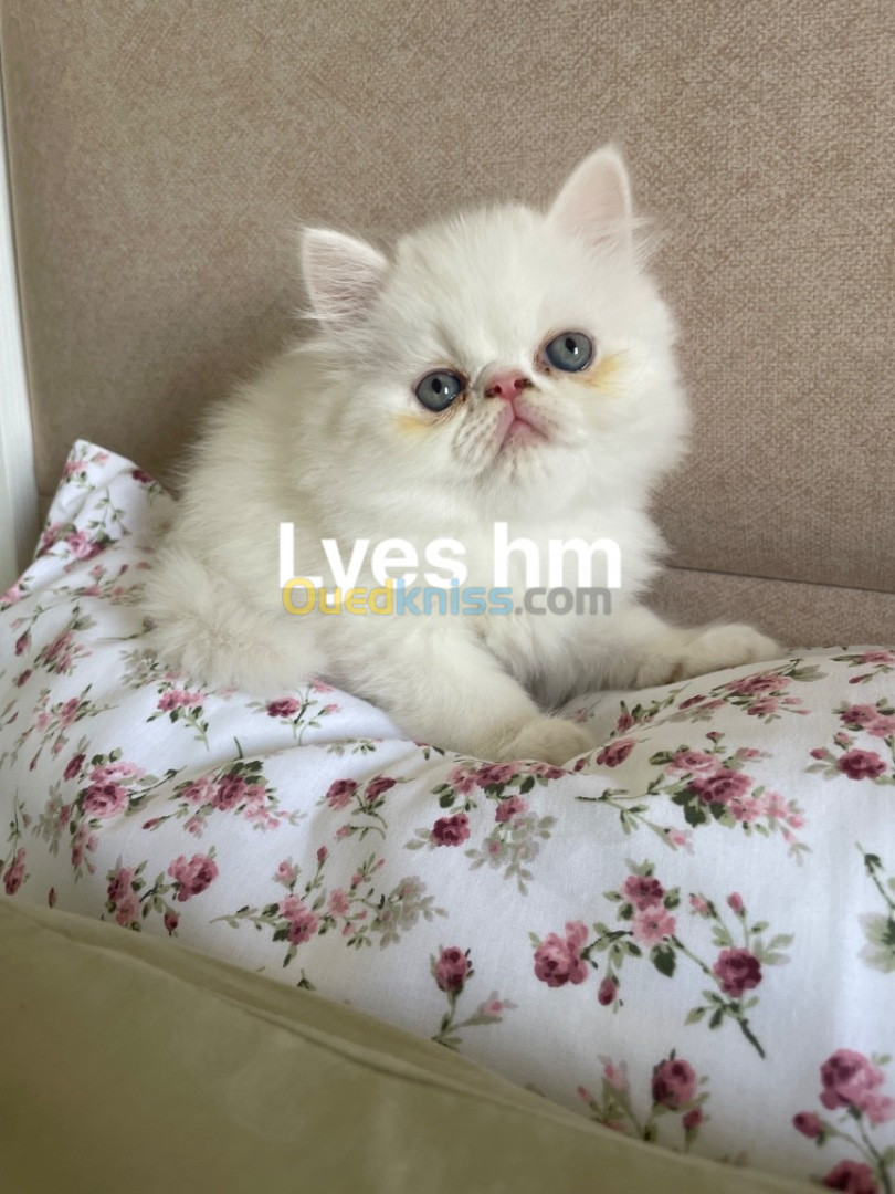 Chaton persan peke face femelles